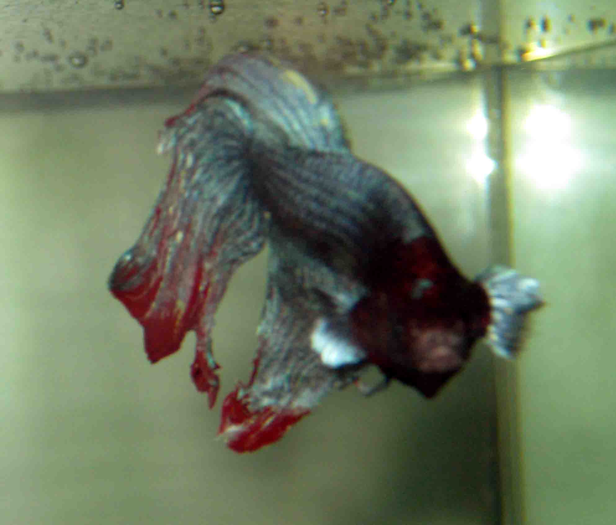 Betta fish fancier   how much does owning a betta fish cost