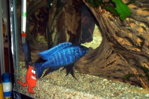 fish-blue-alhi2